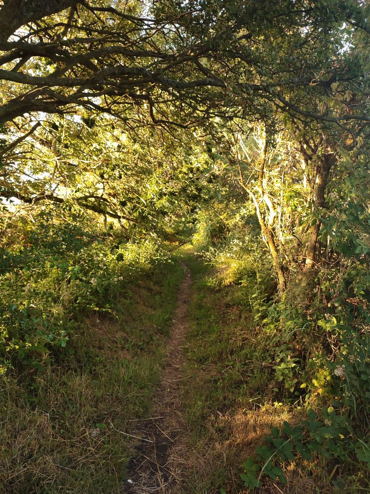 A forested crevasse bathed in golden light, with a thin dirt path running through