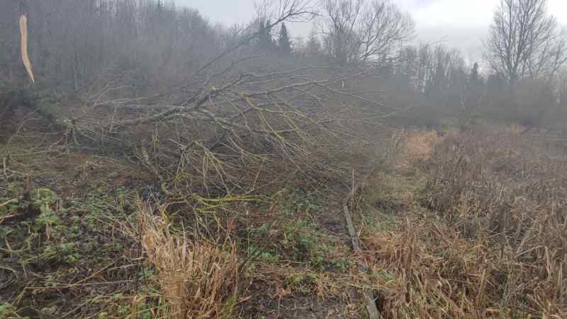 A rickety wooden path is obstructed by a mossy, fallen tree.