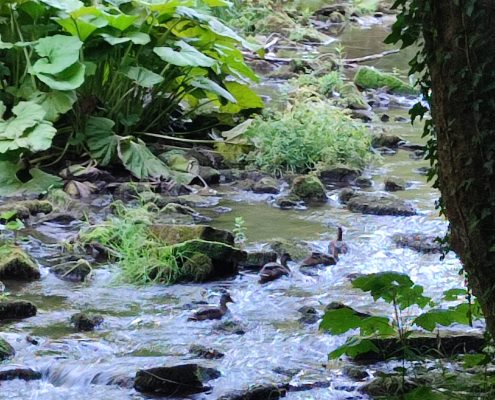 Four or so ducks swim peacefully down a rocky stream, flanked on their left by a small islet overshadowed by leaves.