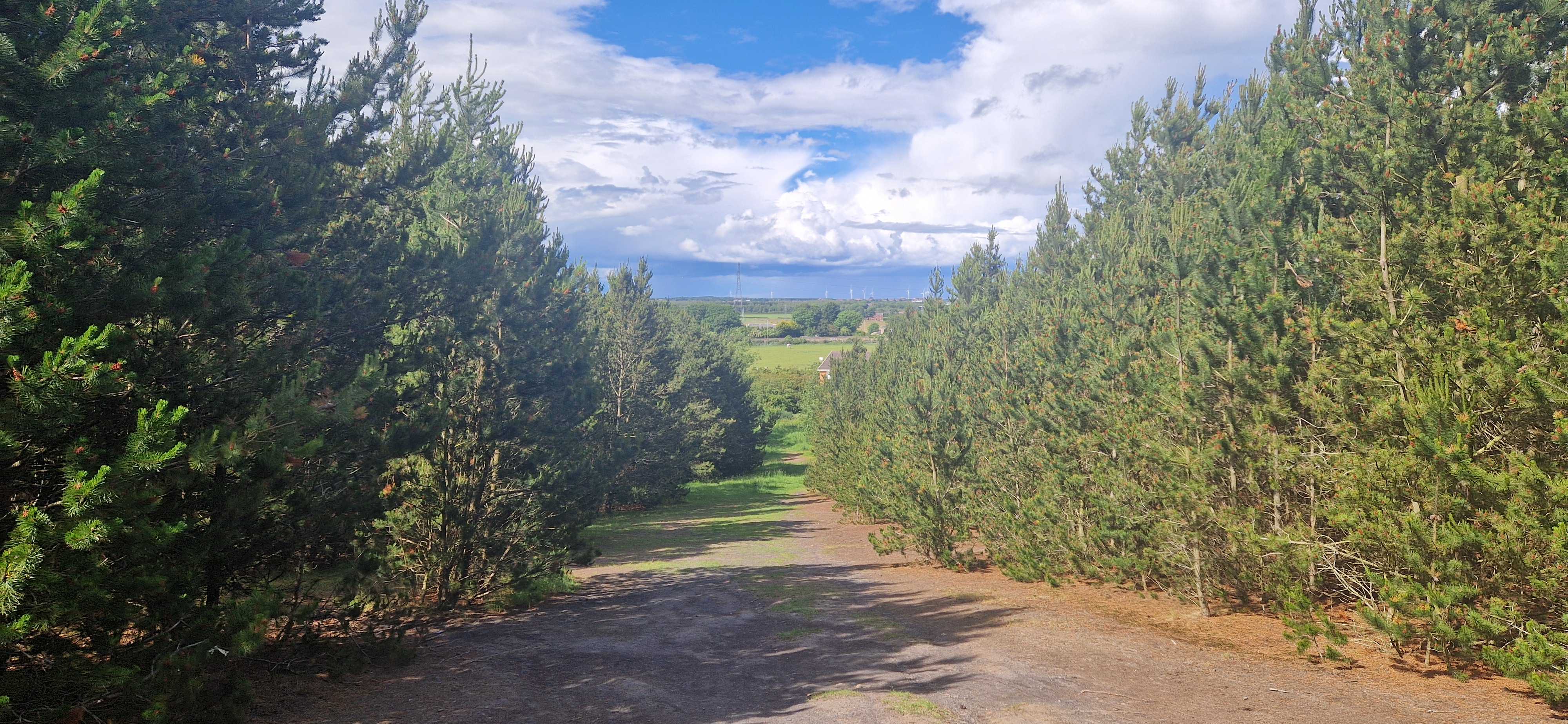A view from the hilltop in Gallagher Park, looking down a clearing in the trees and across farms to a flat landscape dotted with wind turbines