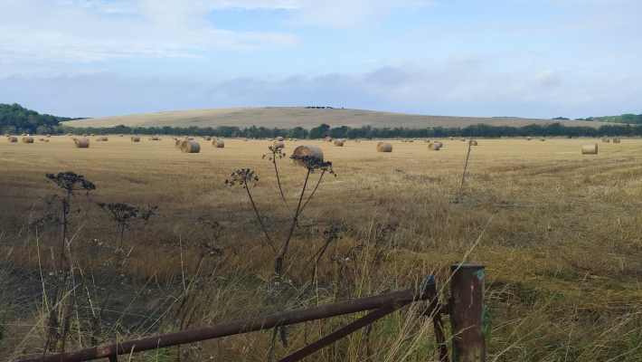 Hay bales cover a rolling field of wheat.