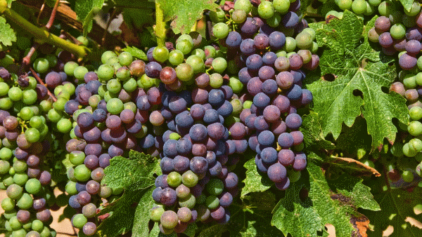 Bunches of grapes on a vine.