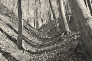 A forested valley.